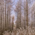 " Väterchen Frost"