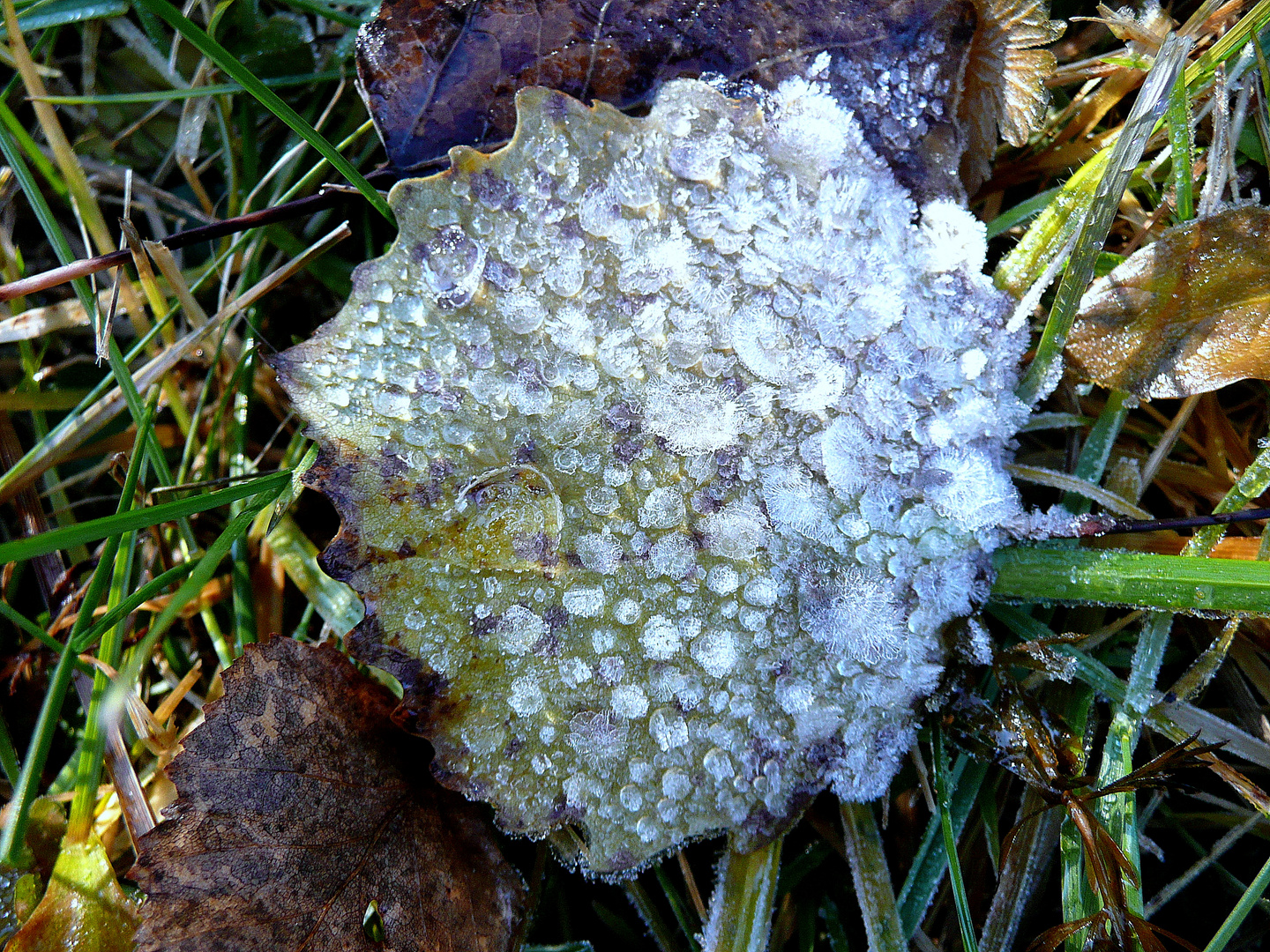 Väterchen Frost