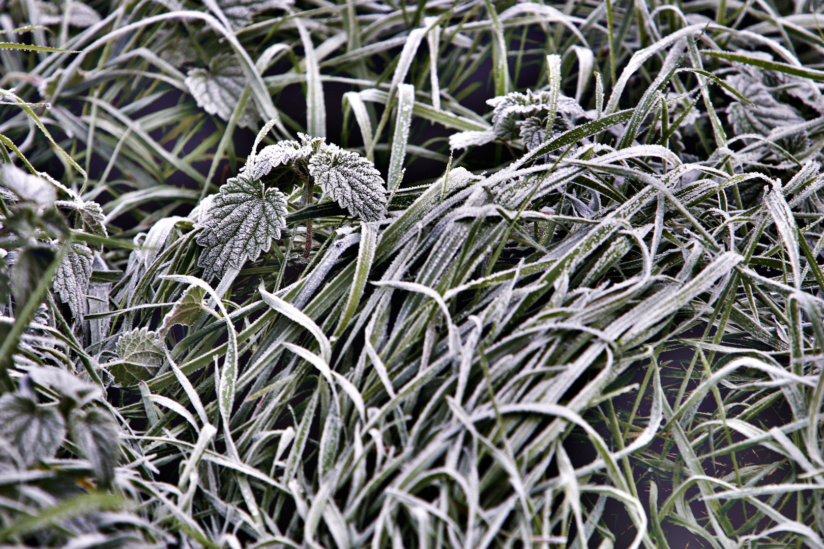 Väterchen Frost