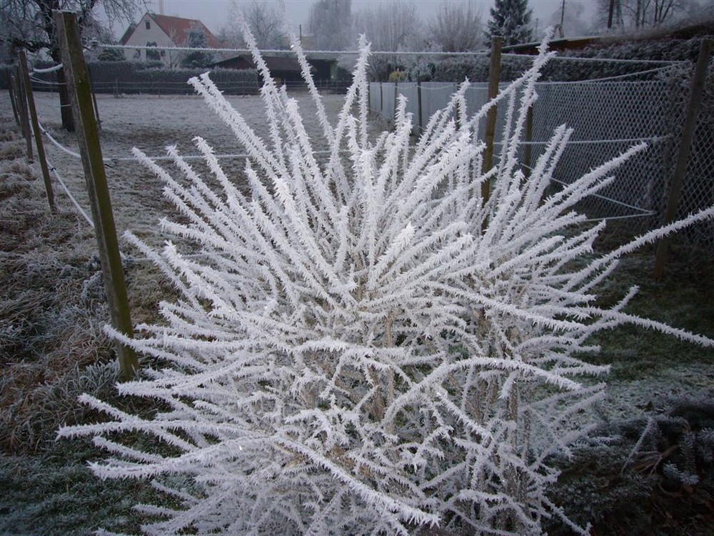 Väterchen Frost