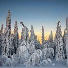 Väterchen Frost