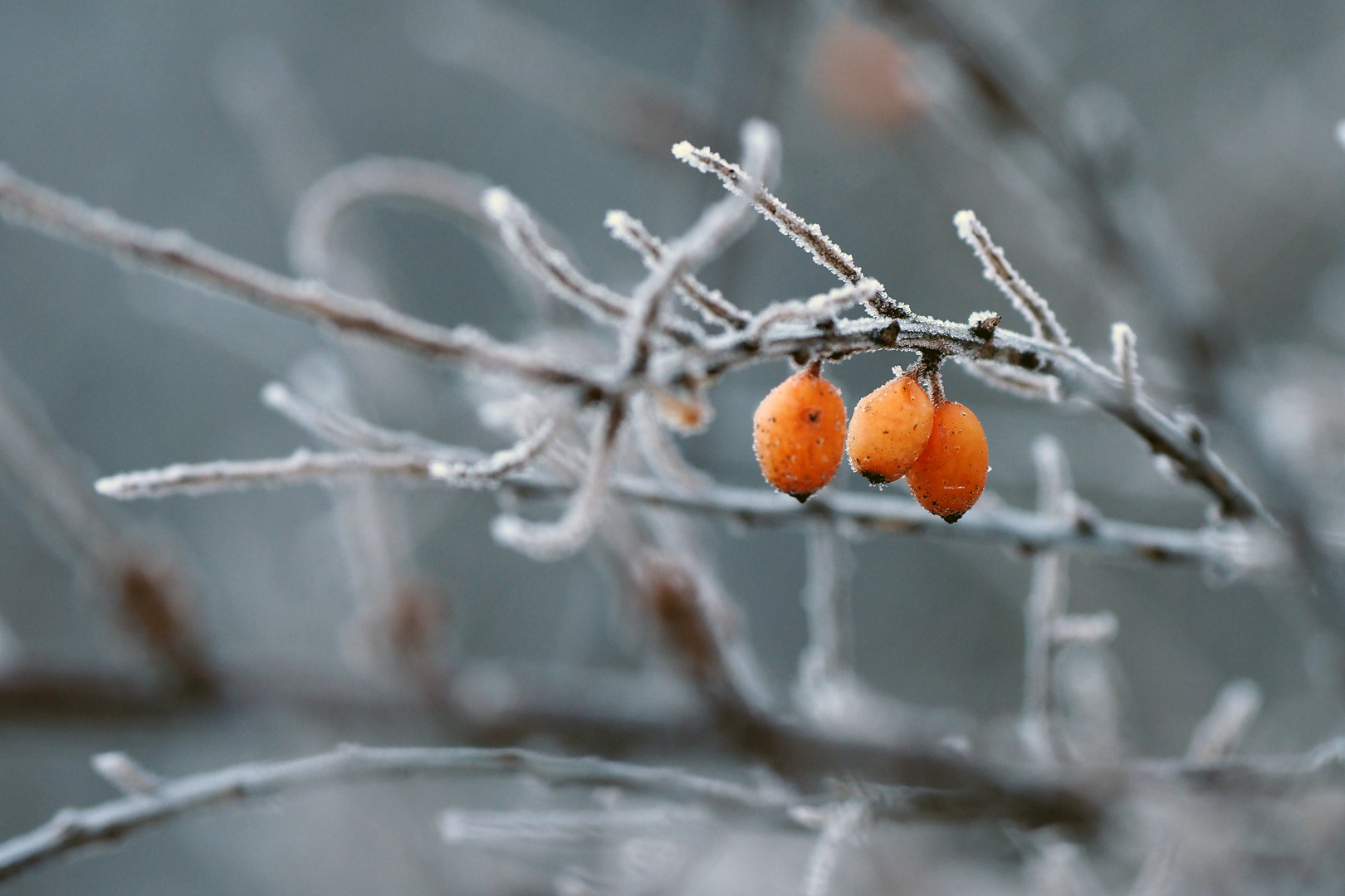 väterchen frost....