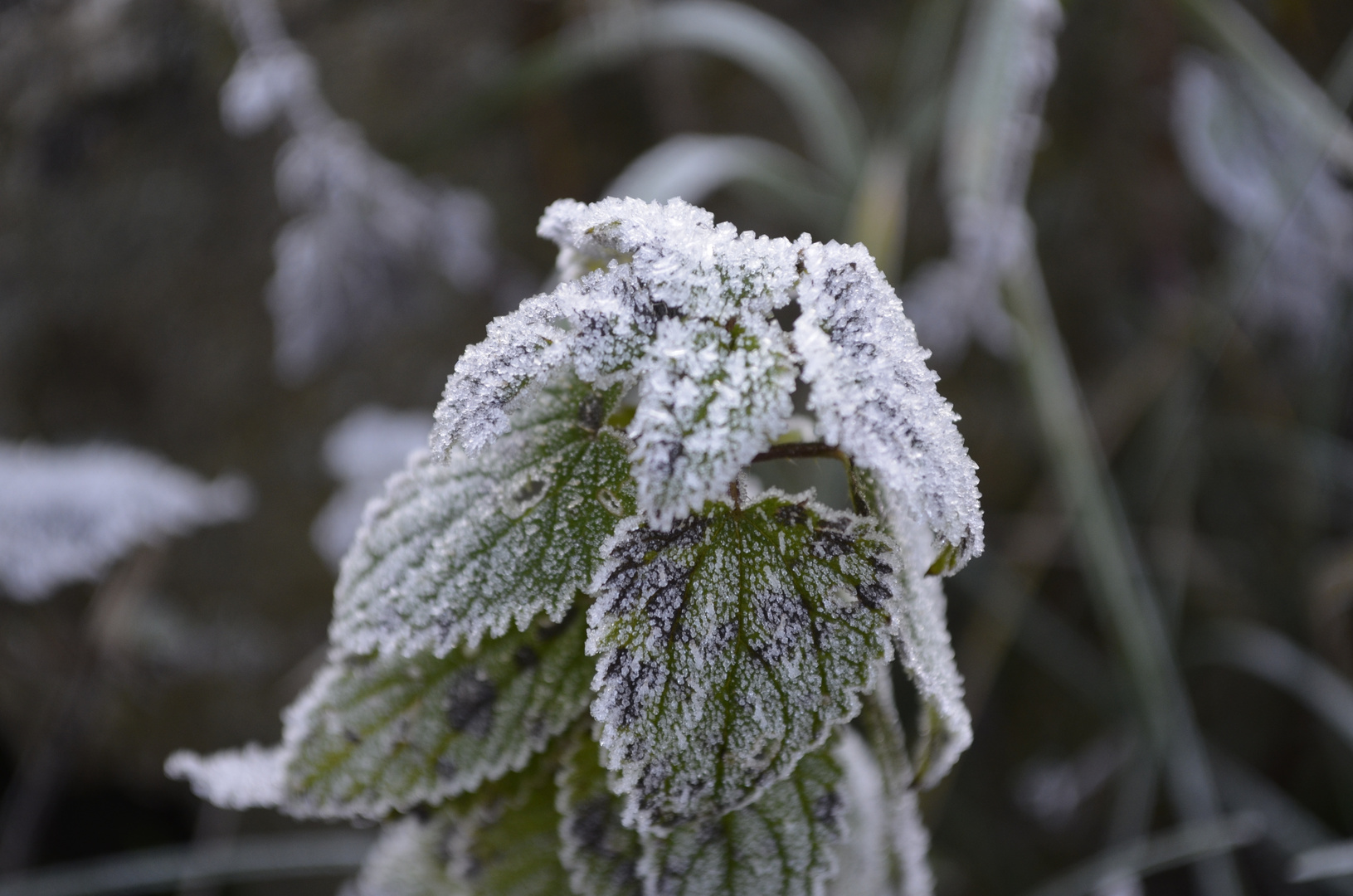 Väterchen Frost...