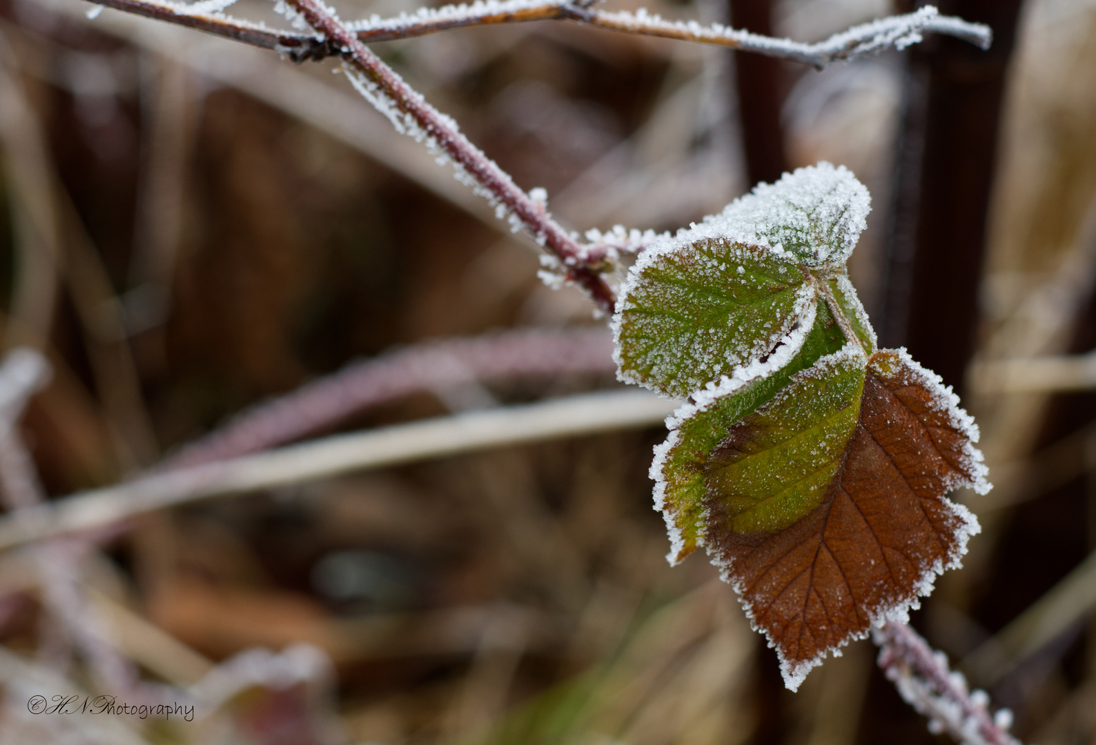 Väterchen Frost