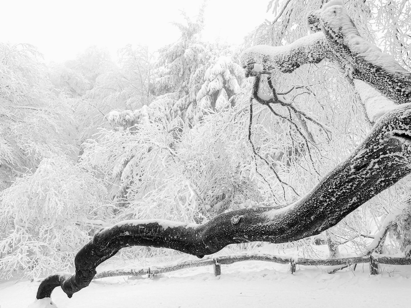 Väterchen Frost auf dem Großen Feldberg im Taunus