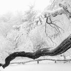 Väterchen Frost auf dem Großen Feldberg im Taunus