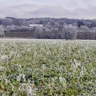 Väterchen Frost