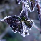 Väterchen Frost