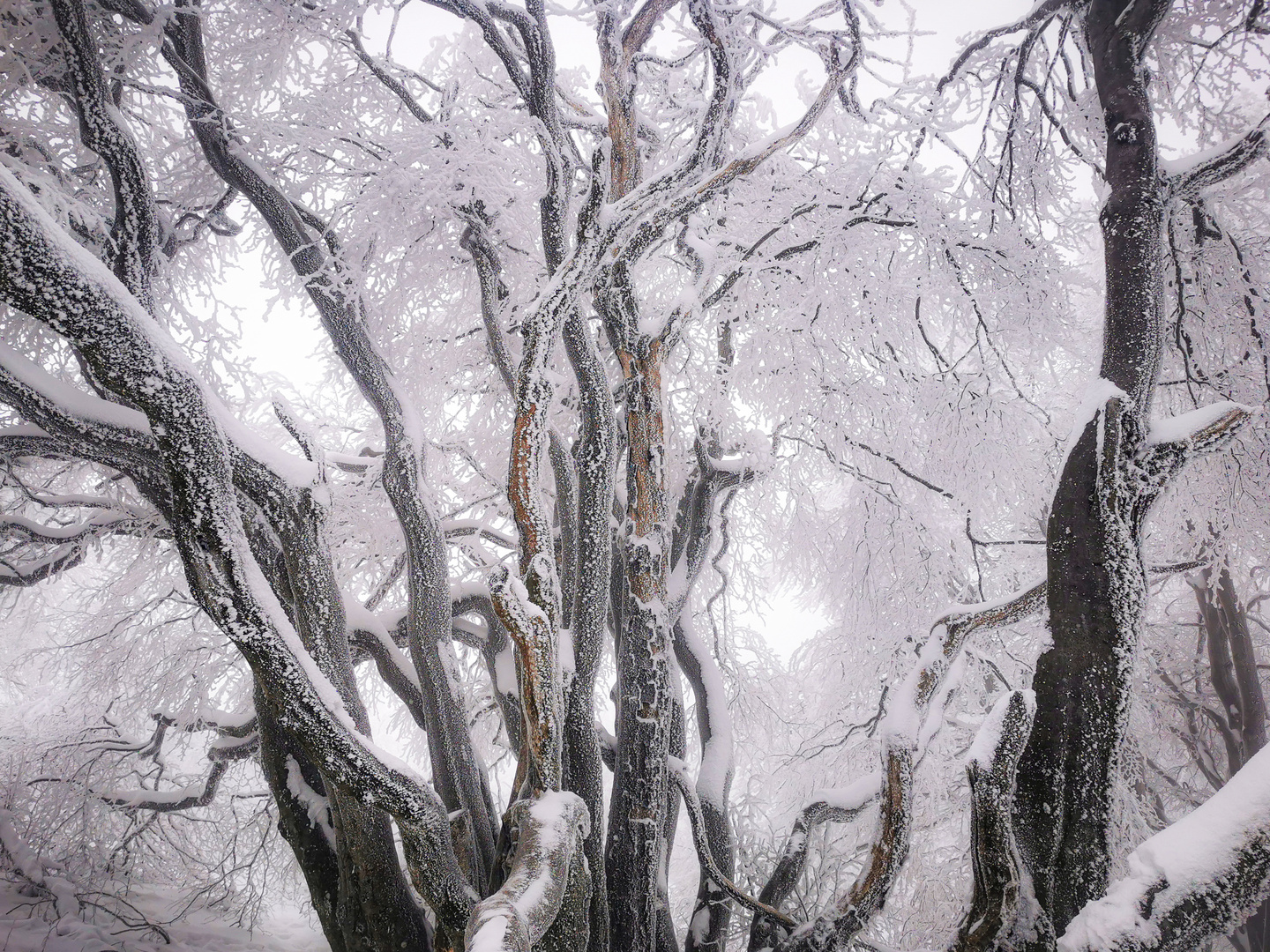 Väterchen Frost besucht Deutschland Foto & Bild jahreszeiten, winter