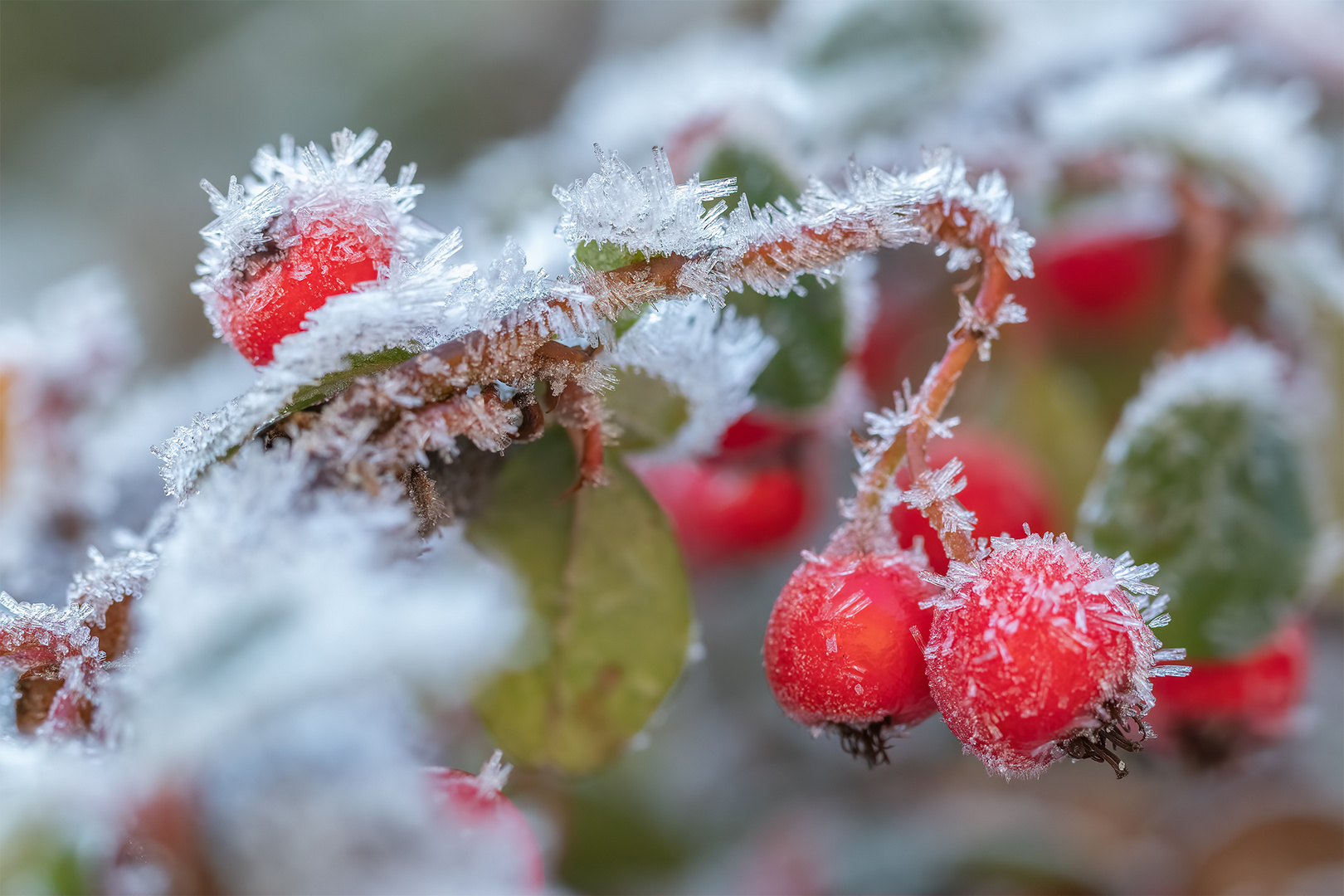 Väterchen Frost