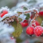 Väterchen Frost