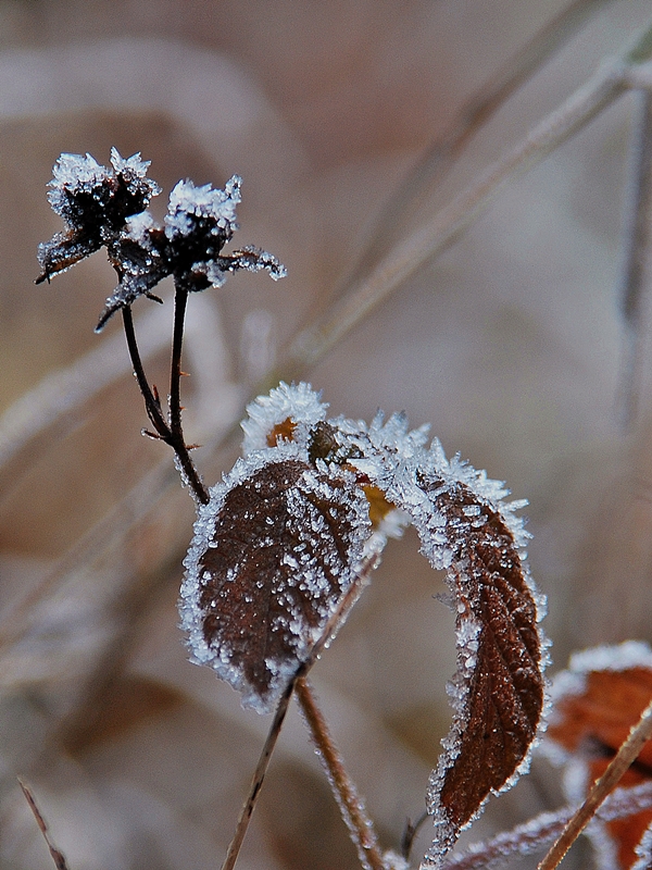 Vaterchen Frost Foto Bild Jahreszeiten Winter Pflanzen Bilder Auf Fotocommunity
