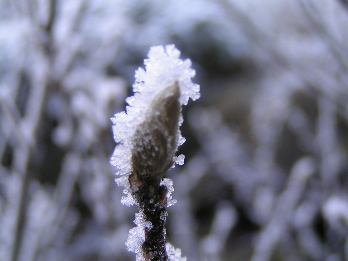 Väterchen Frost ;-)