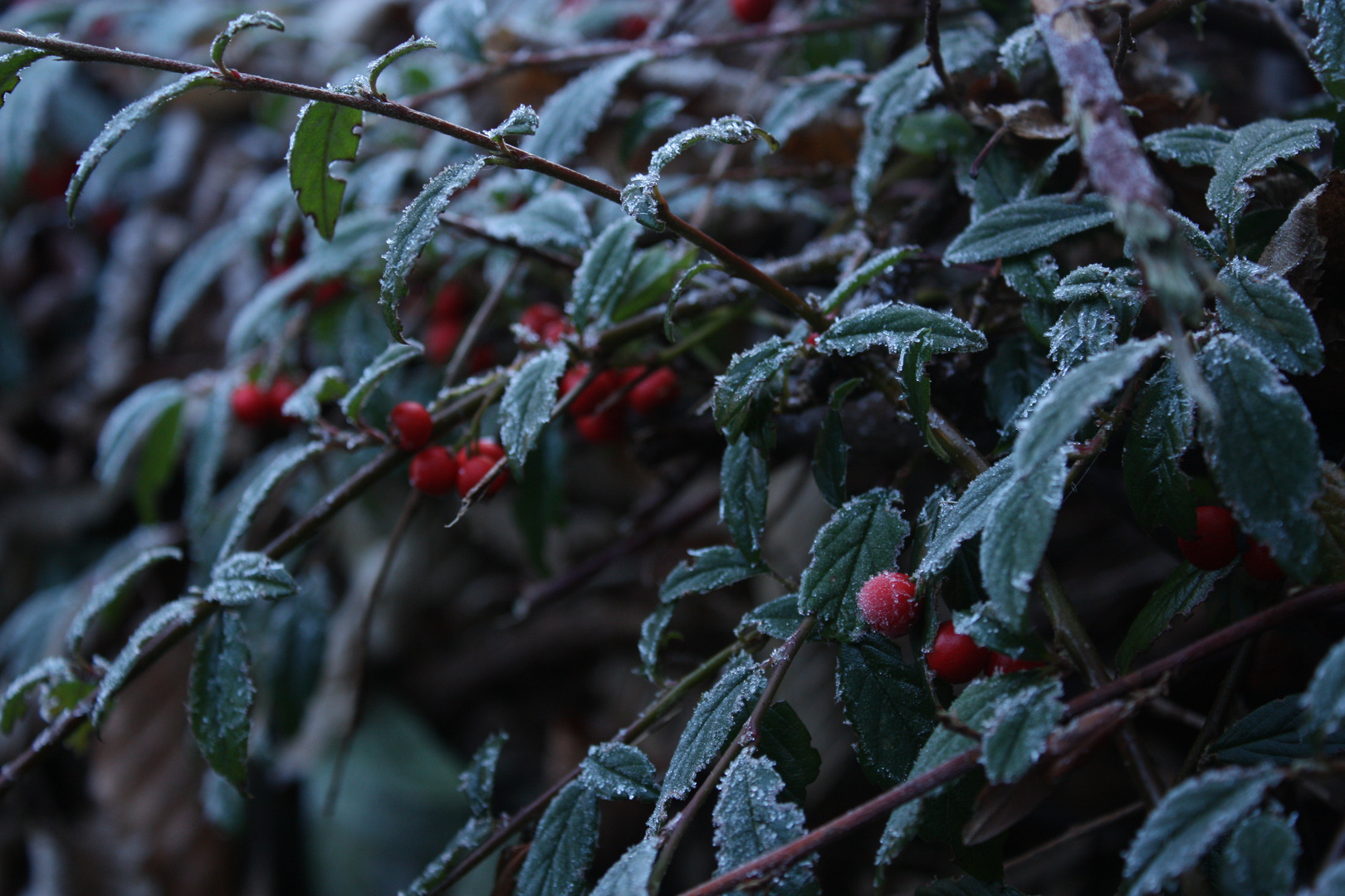 Väterchen Frost