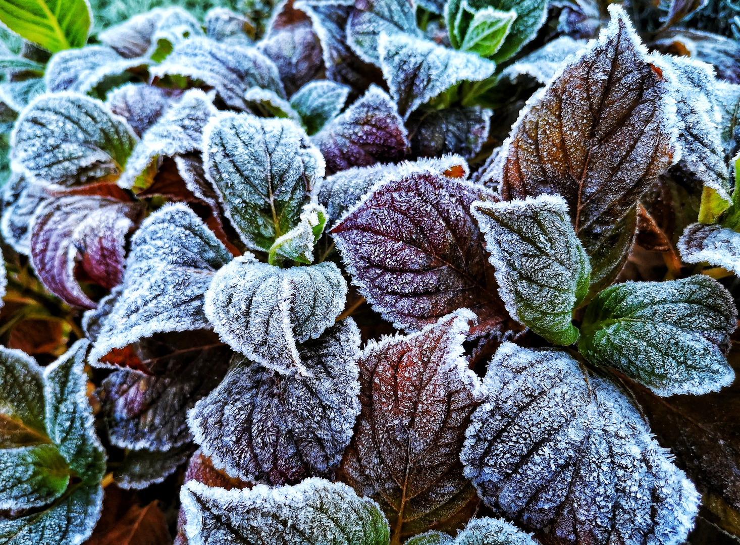 Väterchen Frost erobert den Garten...