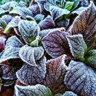 Väterchen Frost erobert den Garten...