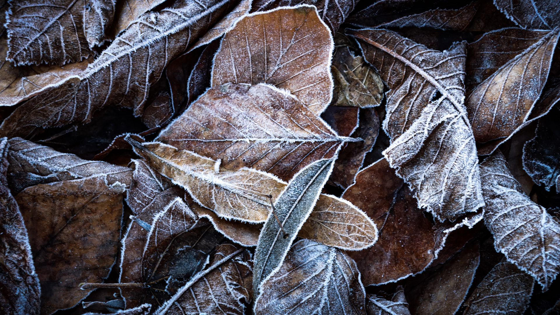 Väterchen Frost