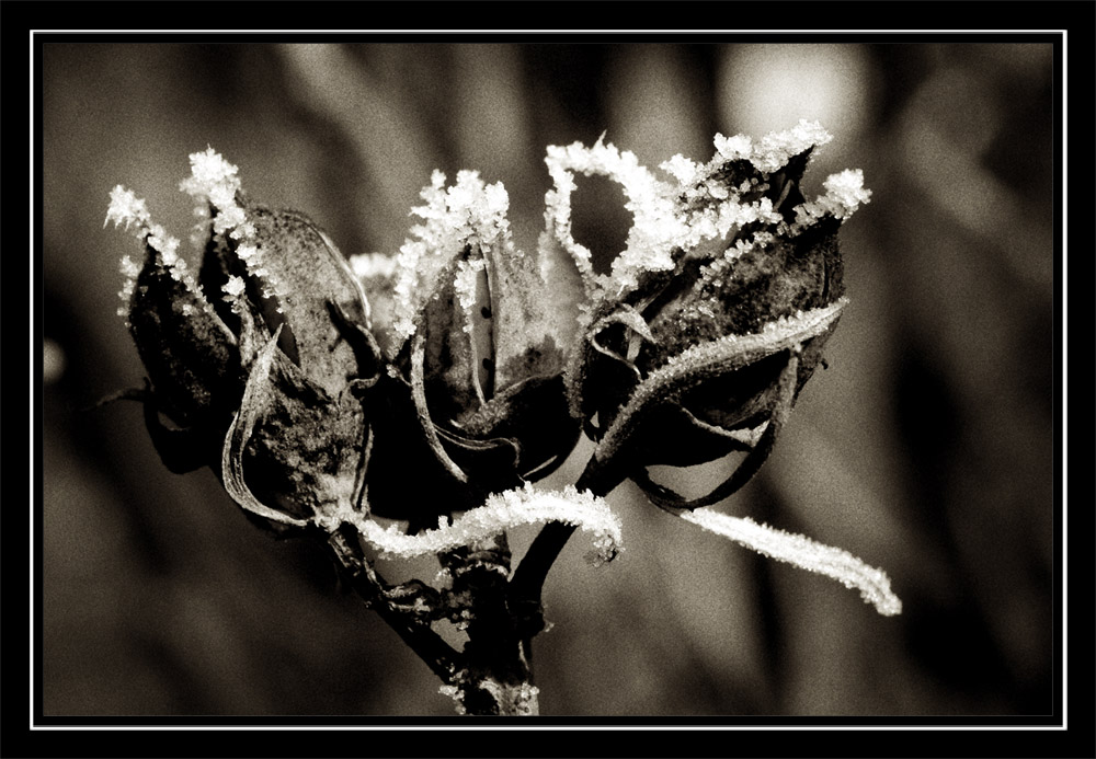 Väterchen Frost