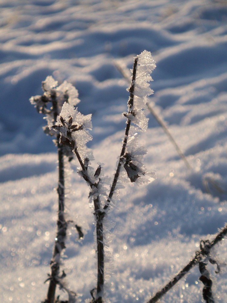 Väterchen Frost