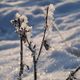 Vterchen Frost