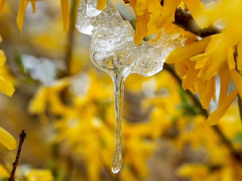 Väterchen Frost hat die Forsythie geschmückt ...