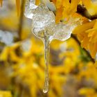 Väterchen Frost hat die Forsythie geschmückt ...