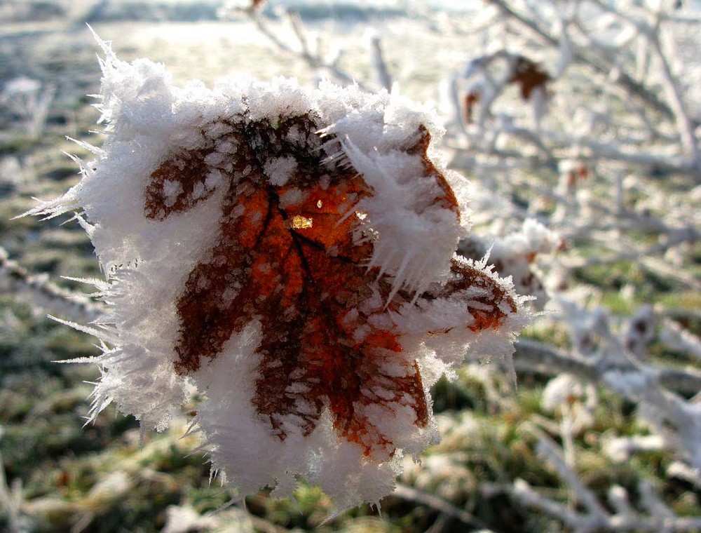 Väterchen Frost hat sein Mäntelchen ums Eichenblatt gelegt...