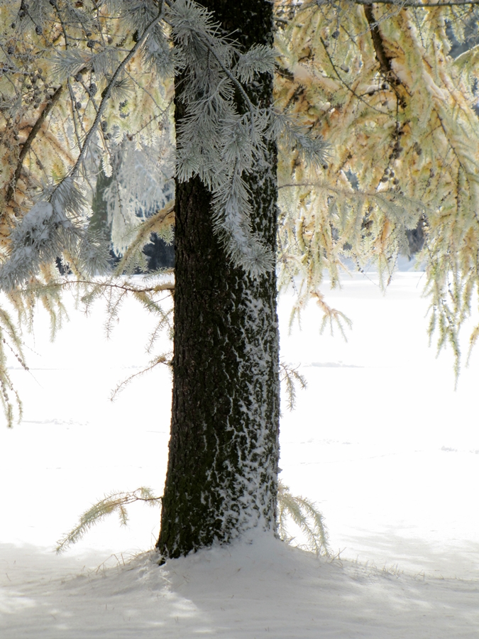 Väterchen Frost hat Überstunden gemacht.