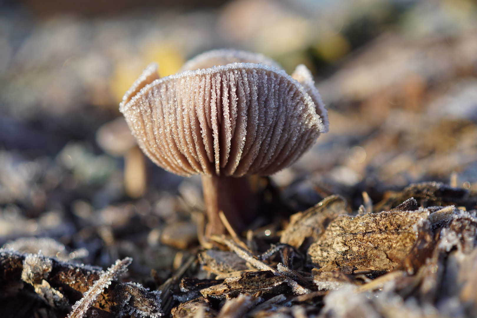 Väterchen Frost hat uns vergessen...