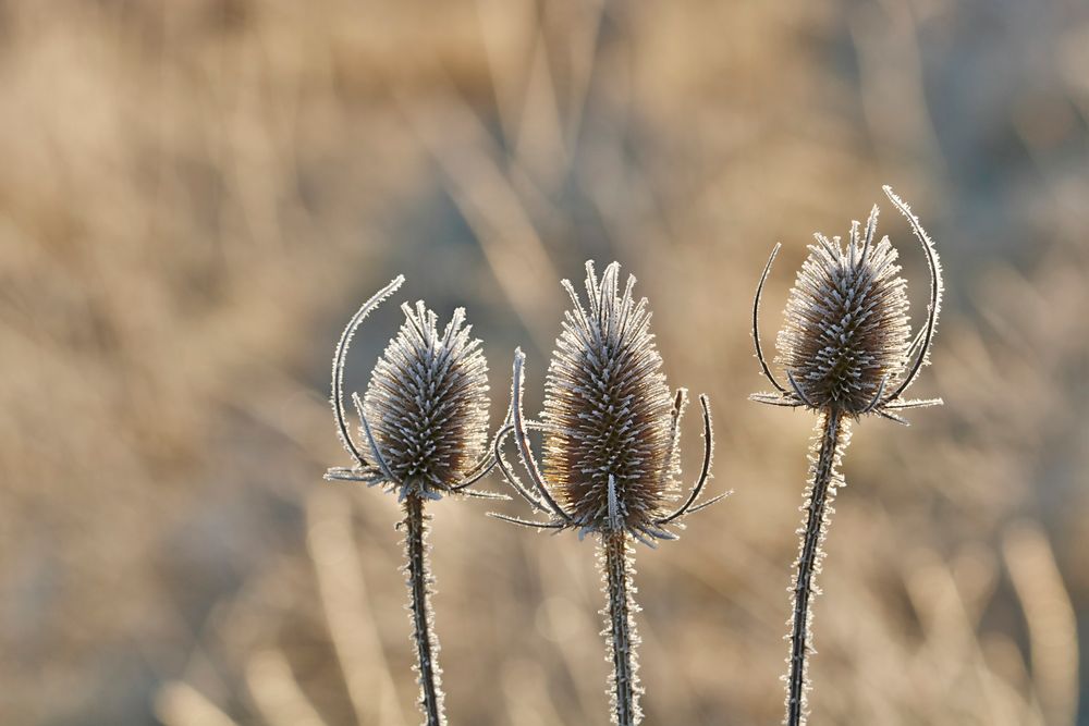 Väterchen Frost II