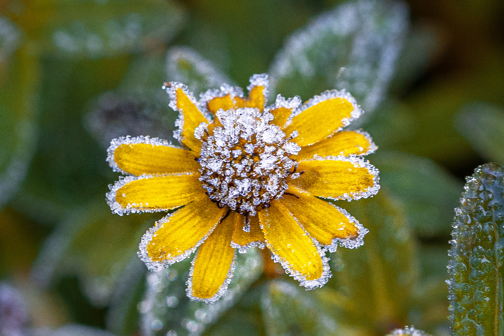 Väterchen Frost II