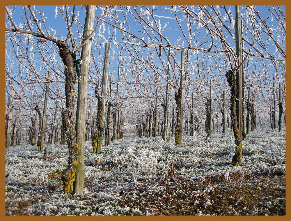 Väterchen Frost im Markgräflerland II