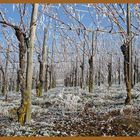 Väterchen Frost im Markgräflerland II