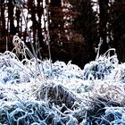 Väterchen Frost ist mal kurz vorbeigekommen.