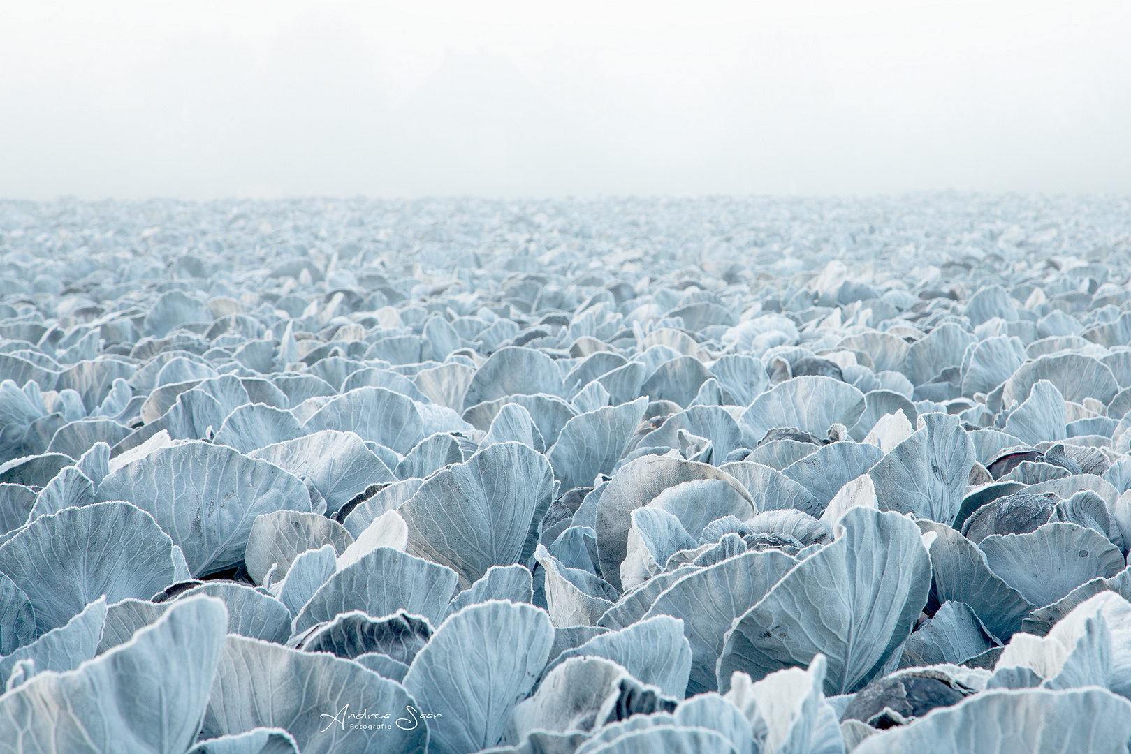 ... Väterchen Frost ist  übers Land gezogen ...