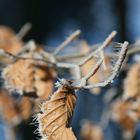 Väterchen Frost kündigt den Winter an!