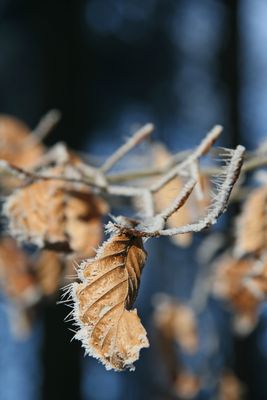 Väterchen Frost kündigt den Winter an!