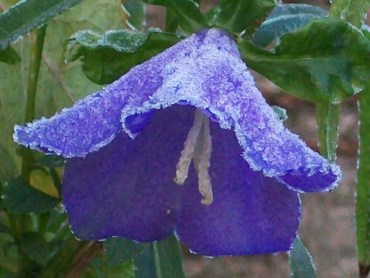 Väterchen Frost lässt grüßen!