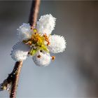 … Väterchen Frost liebt nur Eisblumen …