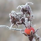 Väterchen FROST machts möglich!