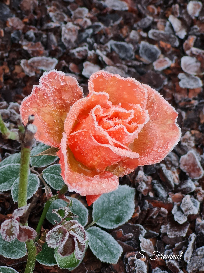 Väterchen Frost trifft Rose