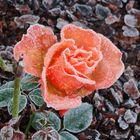 Väterchen Frost trifft Rose