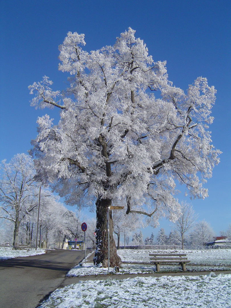 Väterchen Frost und der alte Baum