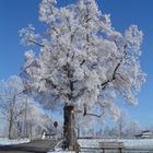 Väterchen Frost und der alte Baum