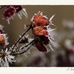 Väterchen Frost und seine Enkelin ziehen durchs Land...