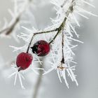 Väterchen Frost war hier