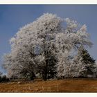 Väterchen Frost, war zu Besuch