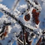 Väterchen Frost zeigt seine Blüten