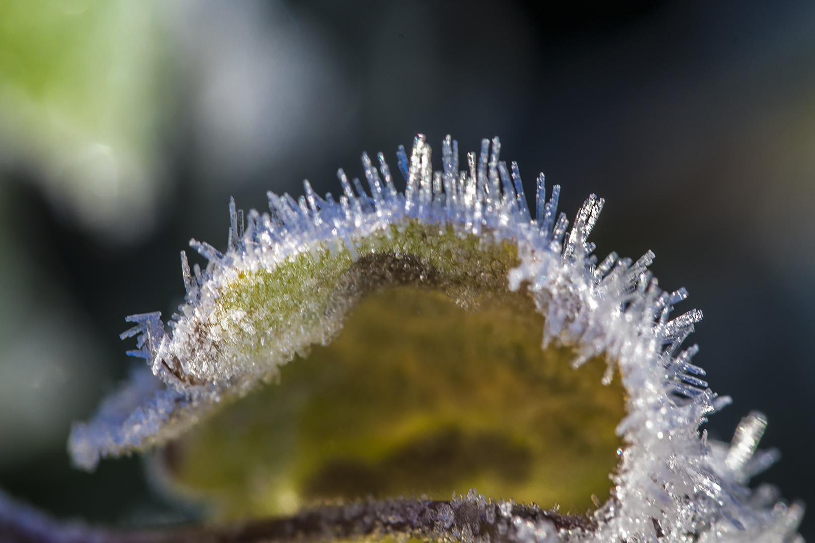 Väterchen Frost`s Nadelkissen