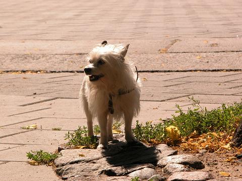 vagabond dog